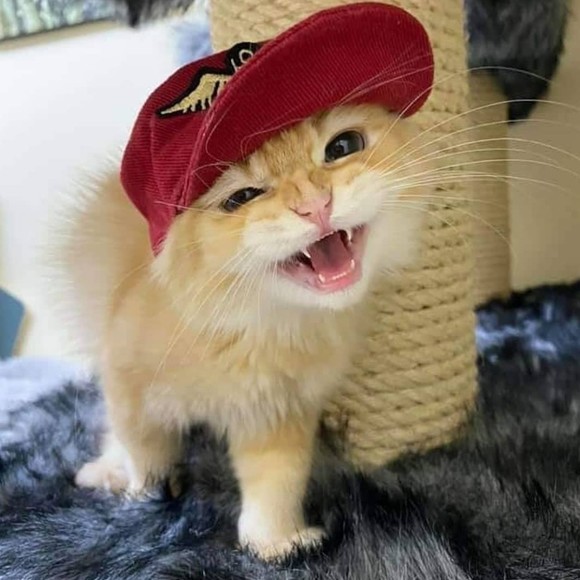 Meet your Posher, Summer - Picture 1 of 1